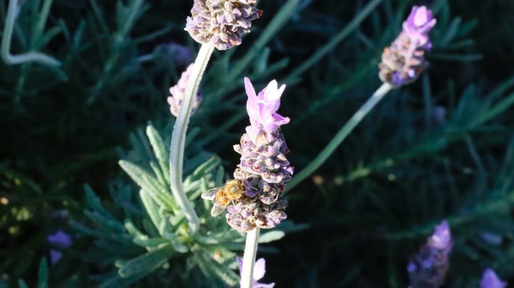 Close-up of a lavender flower

AI-generated content may be incorrect.