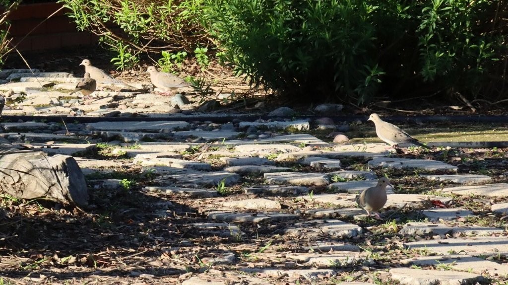 Birds on a stone path

AI-generated content may be incorrect.