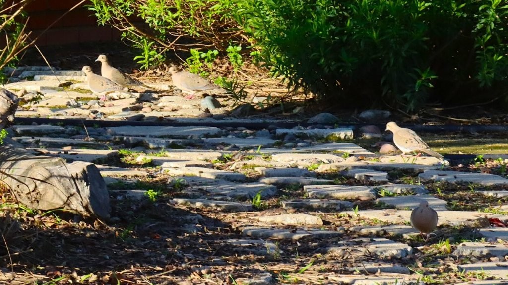 A stone path with plants and trees

AI-generated content may be incorrect.