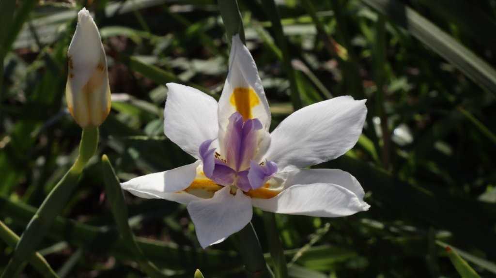 A white flower with yellow center

AI-generated content may be incorrect.