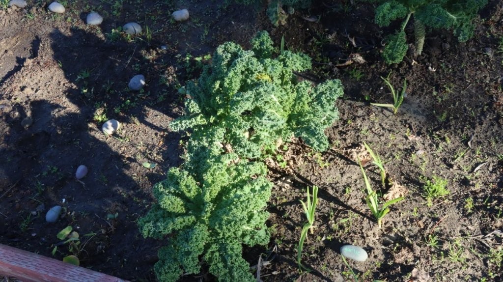 A close-up of a plant

AI-generated content may be incorrect.