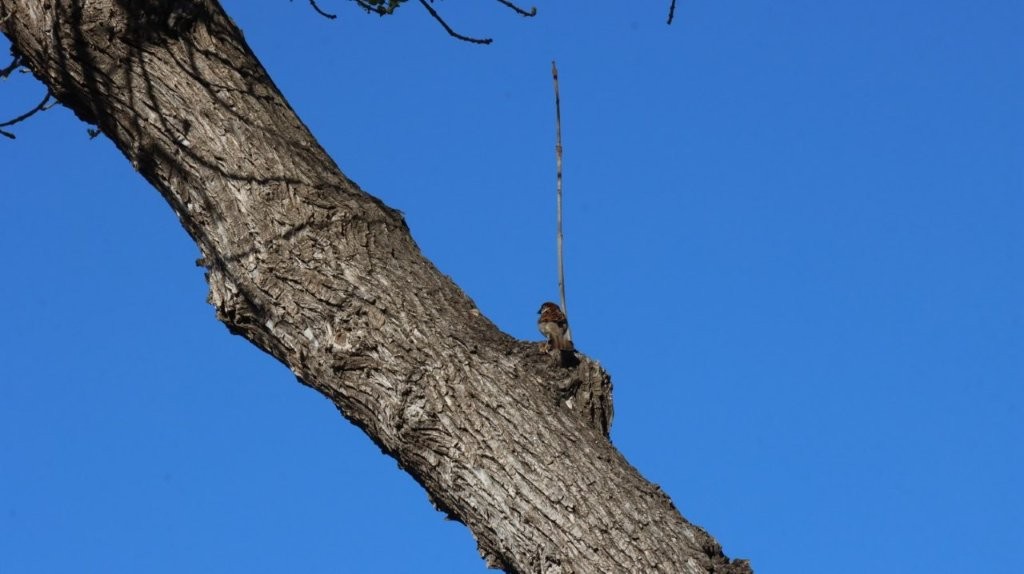A bird on a branch

AI-generated content may be incorrect.