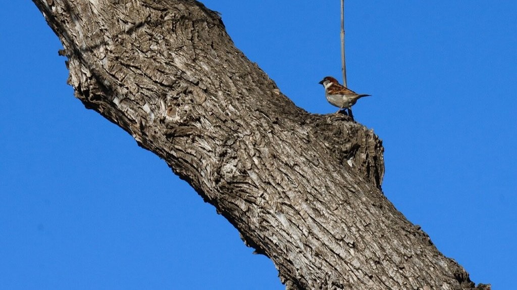 A bird on a tree branch

AI-generated content may be incorrect.