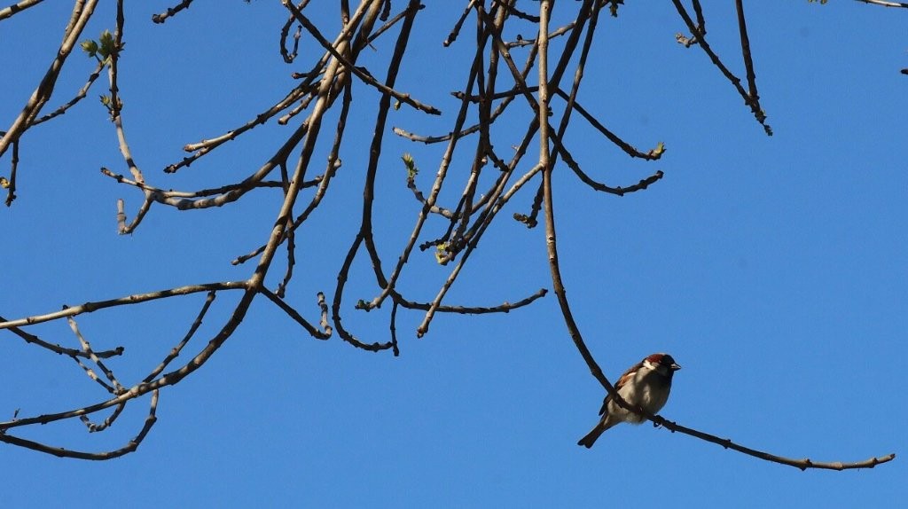 A bird on a branch

AI-generated content may be incorrect.
