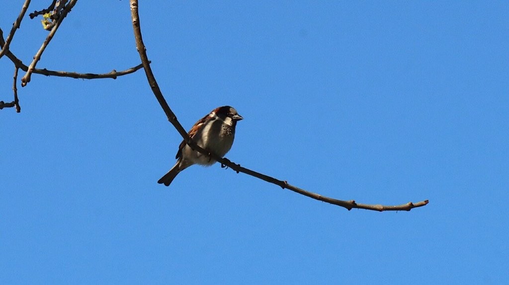 A bird on a branch

AI-generated content may be incorrect.