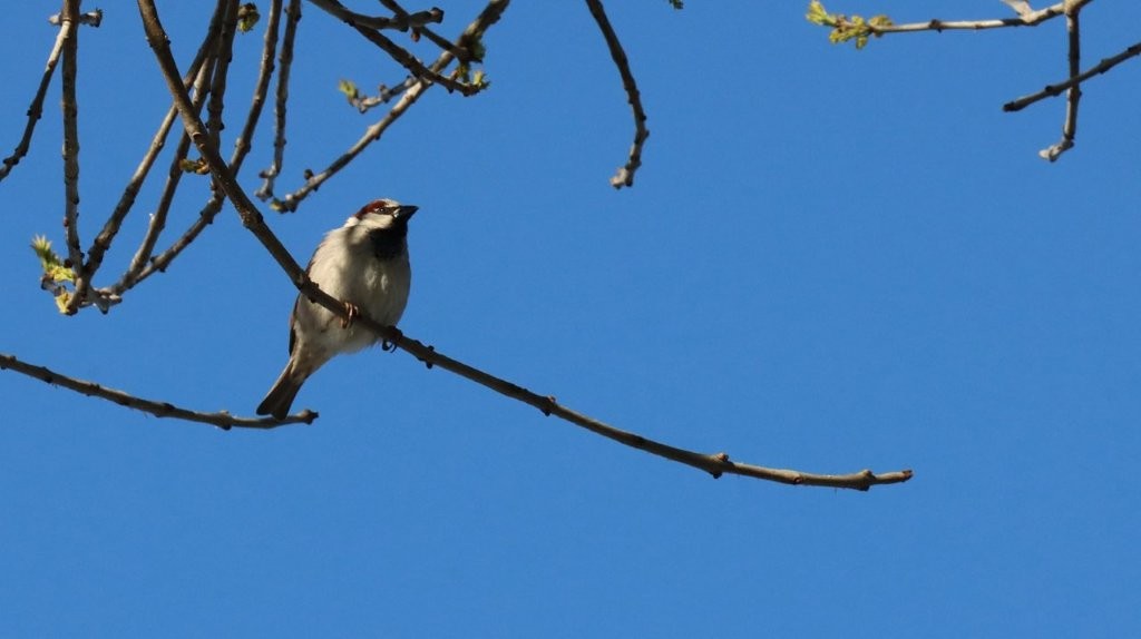 A bird sitting on a branch

AI-generated content may be incorrect.