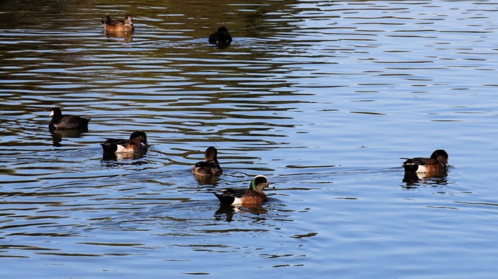 A group of ducks swimming in water

AI-generated content may be incorrect.