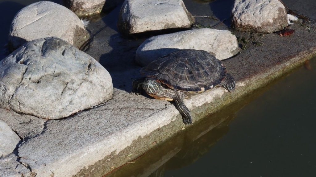 A turtle on a rock

AI-generated content may be incorrect.