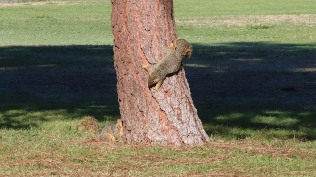 A squirrel climbing a tree

AI-generated content may be incorrect.