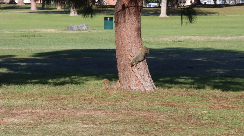 A squirrel climbing a tree

AI-generated content may be incorrect.