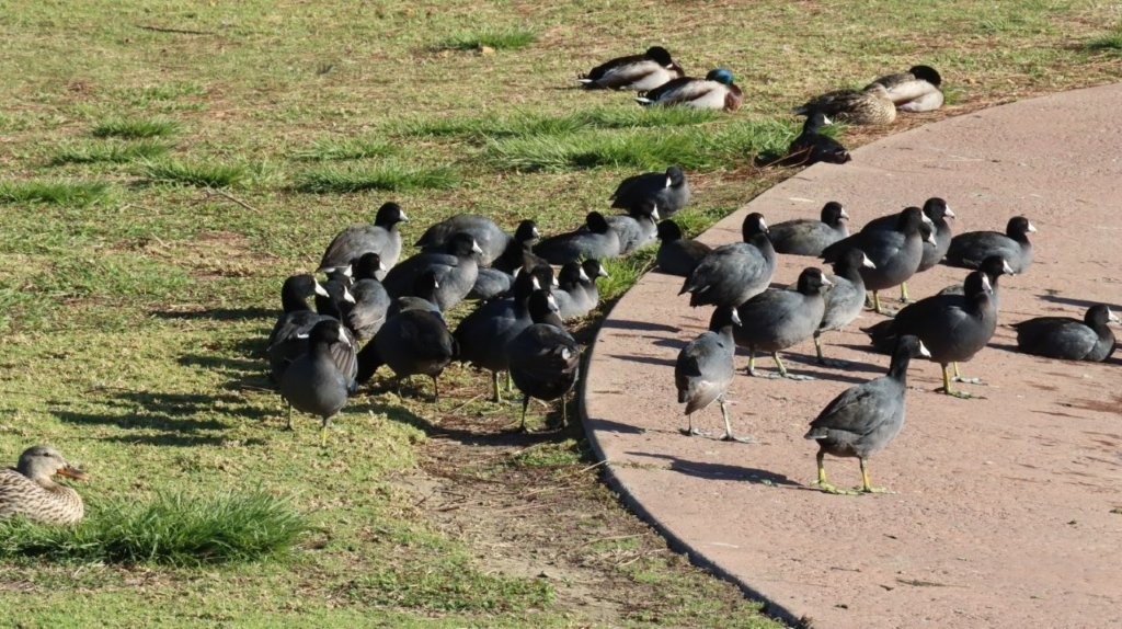 A group of birds walking on a sidewalk

AI-generated content may be incorrect.