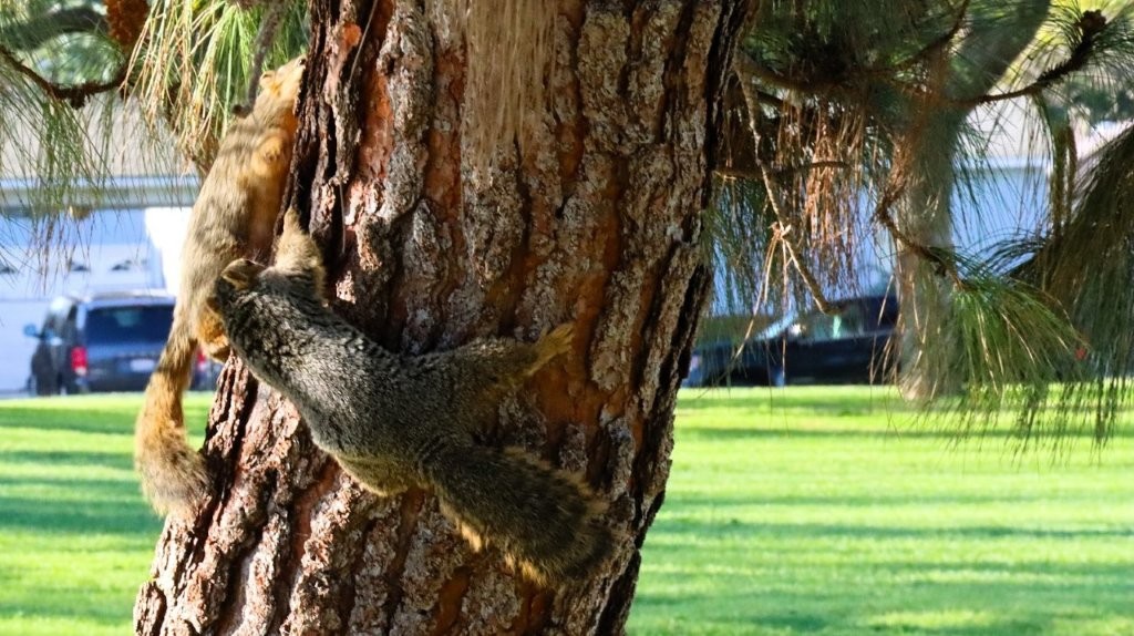A squirrel climbing a tree

AI-generated content may be incorrect.