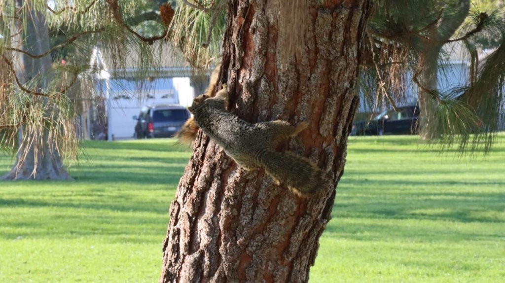 A squirrel climbing a tree

AI-generated content may be incorrect.