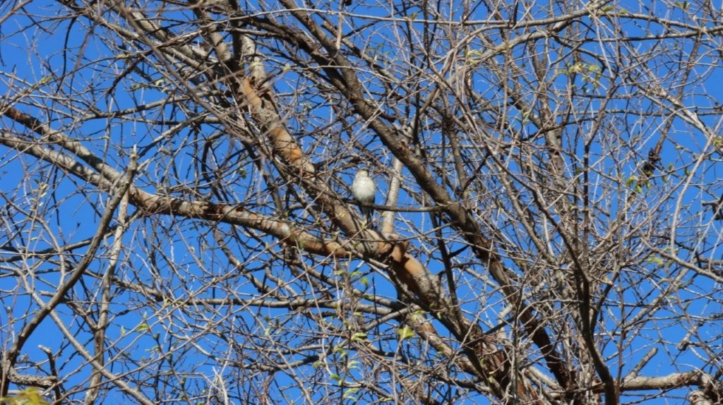 A bird sitting on a tree branch

AI-generated content may be incorrect.