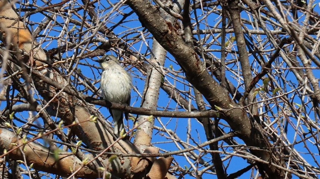 A bird perched on a tree branch

AI-generated content may be incorrect.