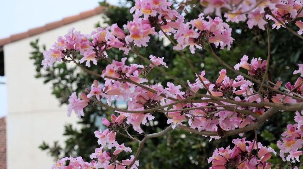 A close-up of a tree with pink flowers

AI-generated content may be incorrect.