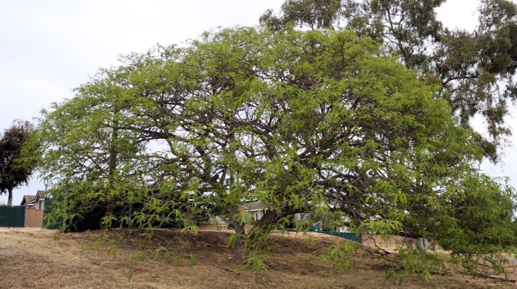 A large tree with green leaves

AI-generated content may be incorrect.