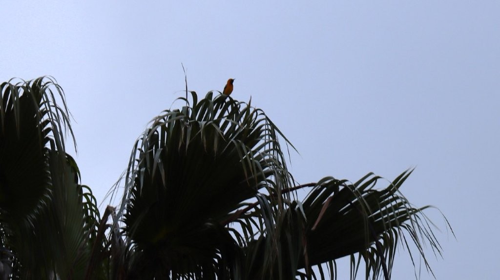 A bird perched on top of a palm tree

AI-generated content may be incorrect.