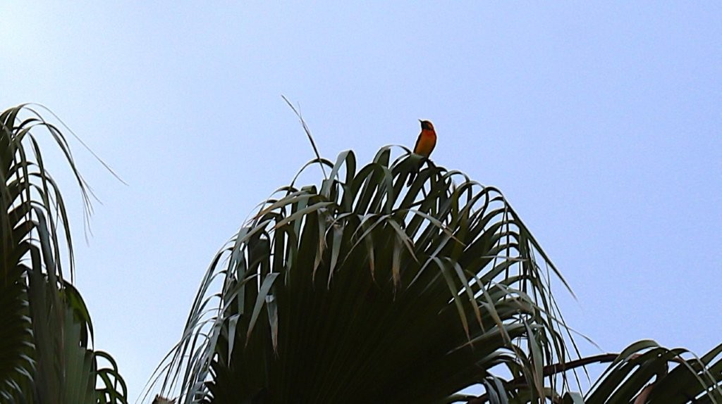 A bird perched on a palm tree

AI-generated content may be incorrect.