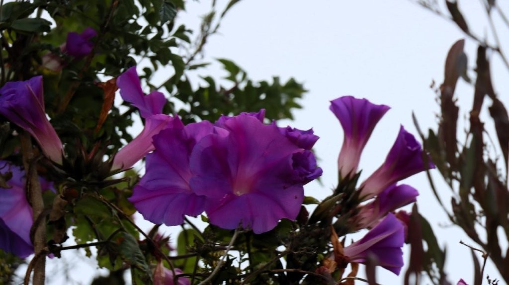 Purple flowers on a plant

AI-generated content may be incorrect.