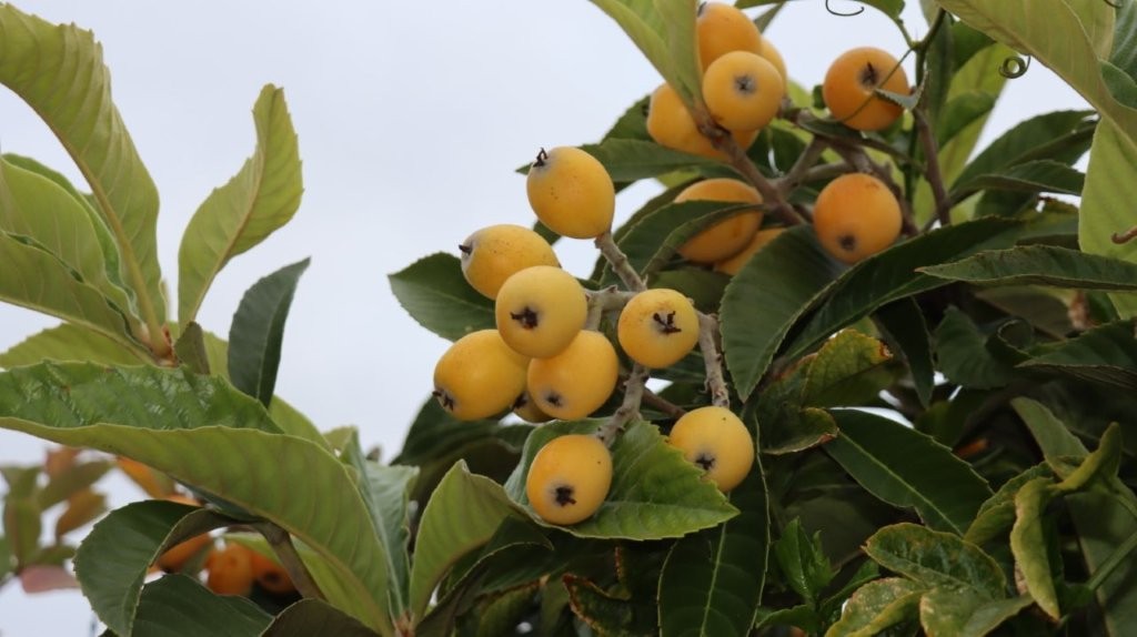A close-up of a tree with fruits

AI-generated content may be incorrect.