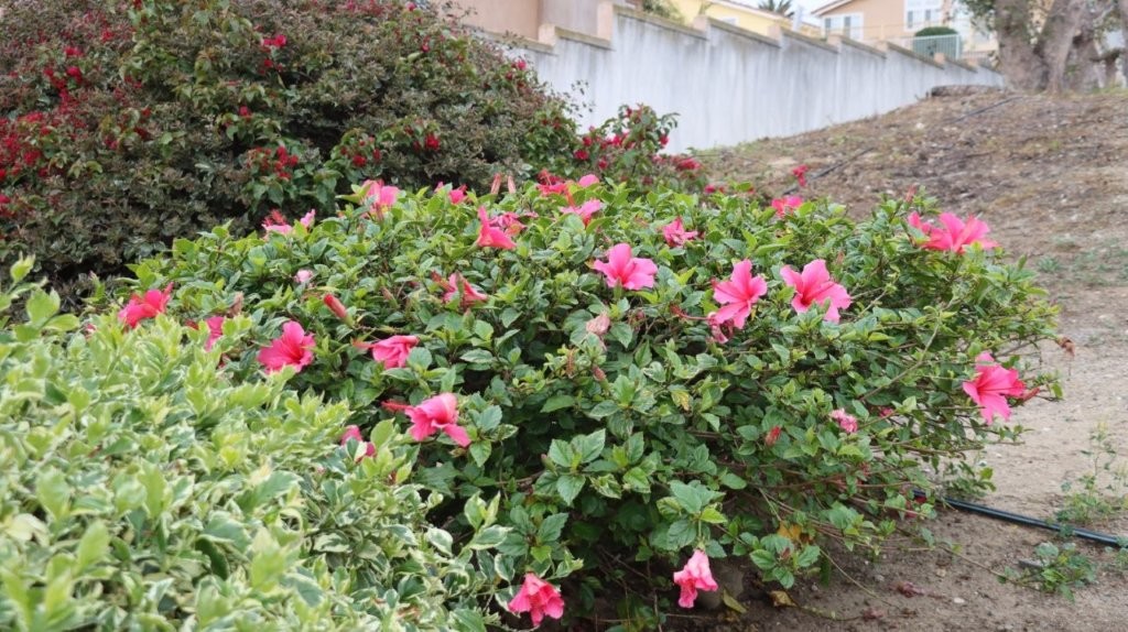 A close-up of a bush with pink flowers

AI-generated content may be incorrect.