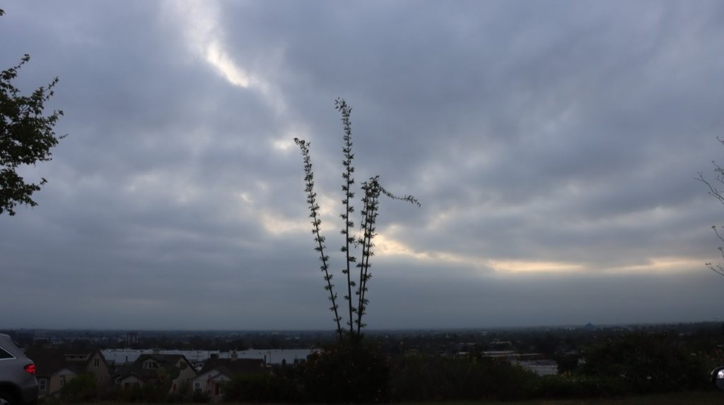 A plant with many branches

AI-generated content may be incorrect.