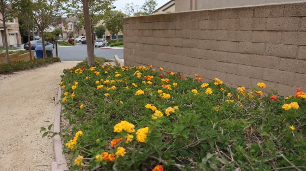 A flower bed with orange and yellow flowers

AI-generated content may be incorrect.