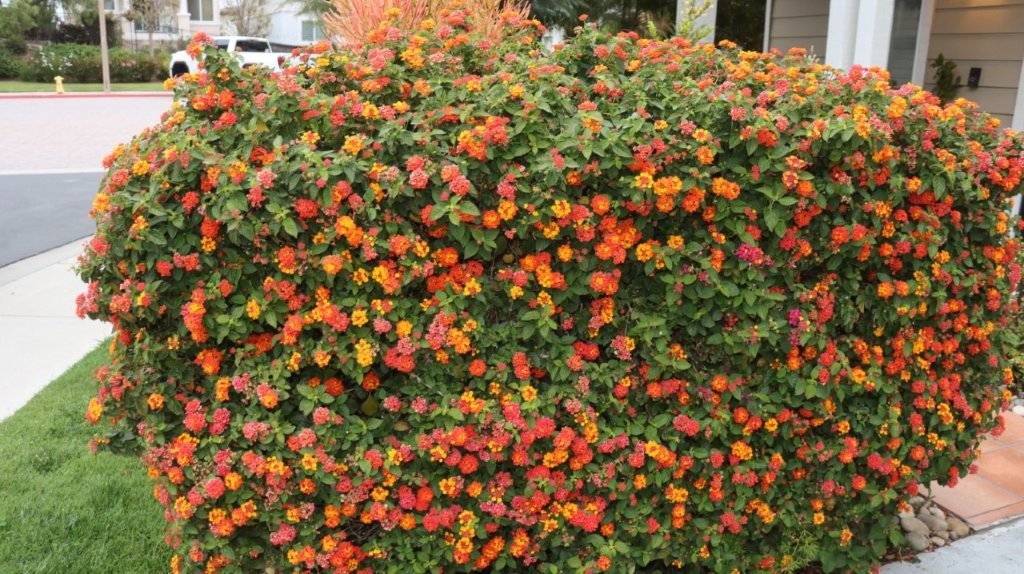 A bush with many flowers

AI-generated content may be incorrect.
