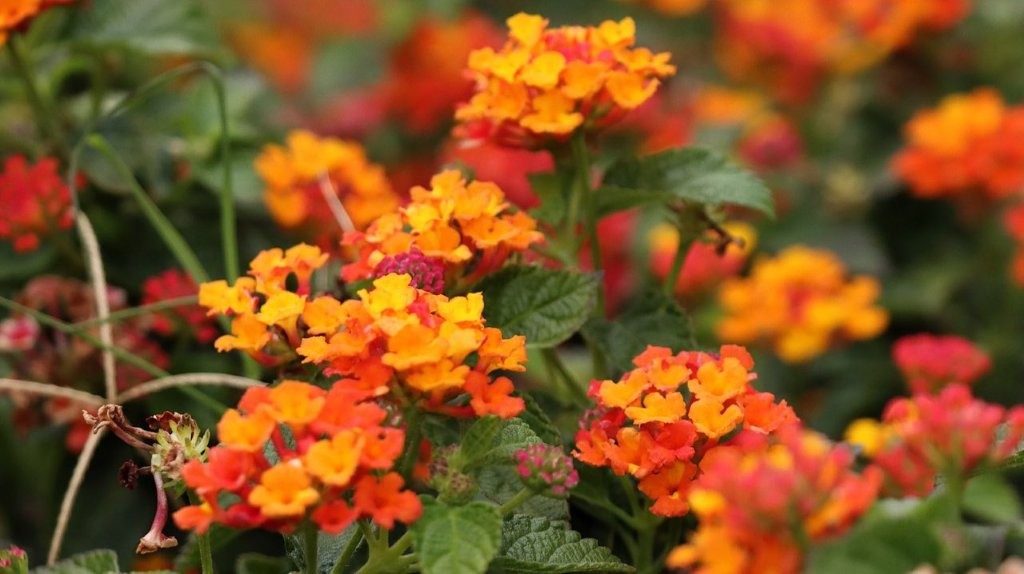 A close up of orange and red flowers

AI-generated content may be incorrect.