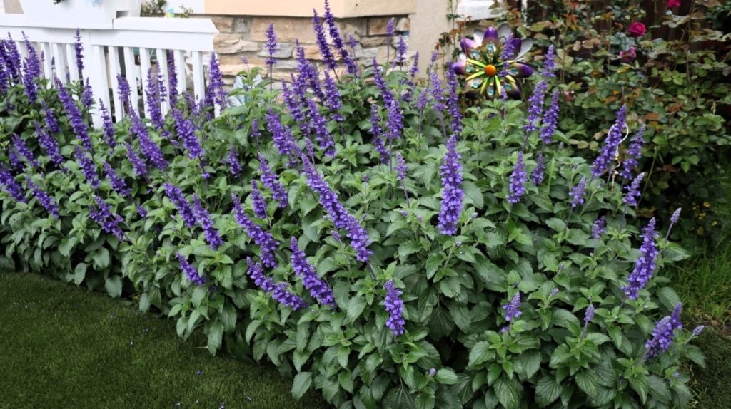 A close-up of purple flowers

AI-generated content may be incorrect.
