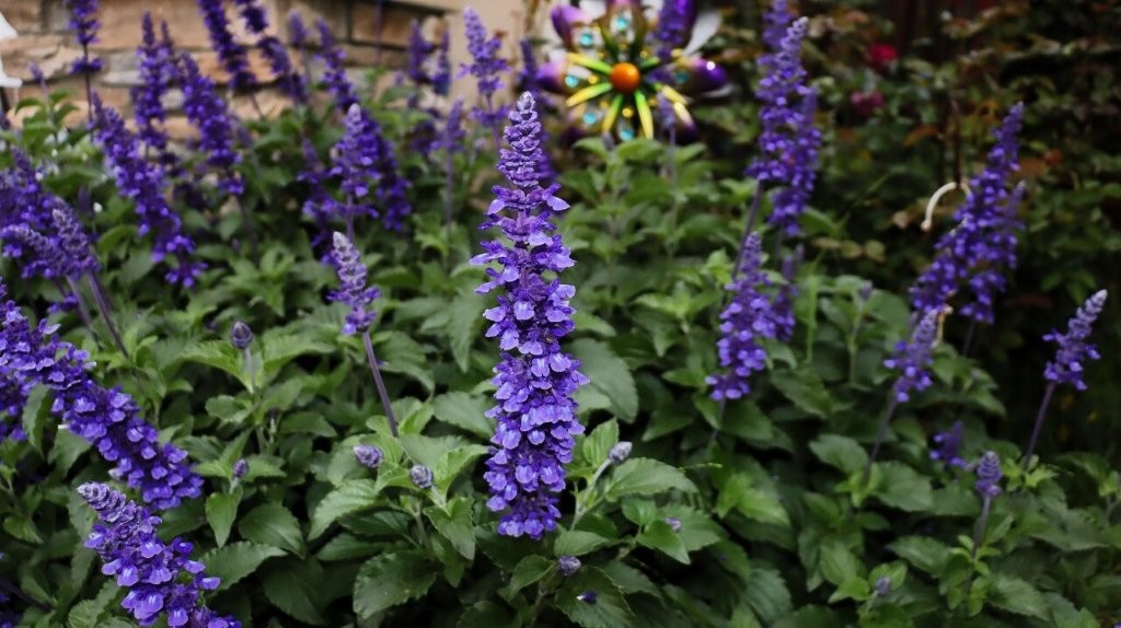 A close-up of purple flowers

AI-generated content may be incorrect.