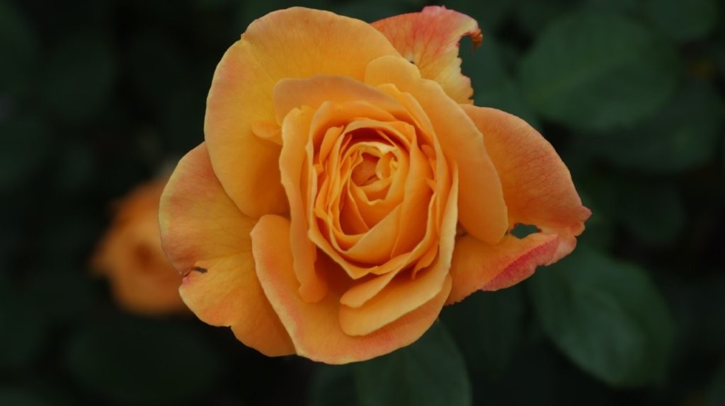 A close up of a flower

AI-generated content may be incorrect.