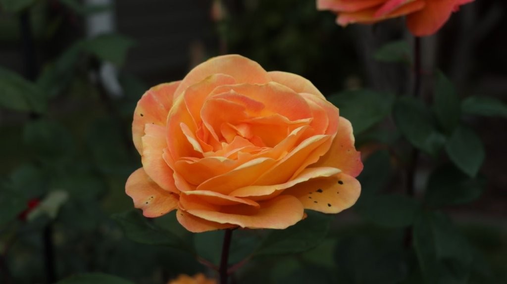 A close up of a flower

AI-generated content may be incorrect.
