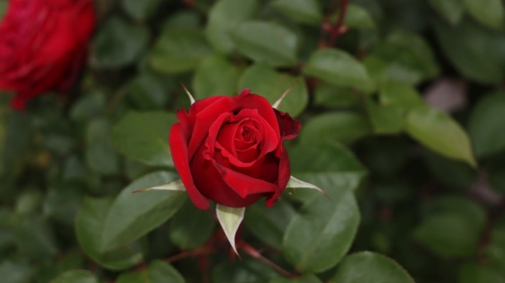 A red rose with green leaves

AI-generated content may be incorrect.