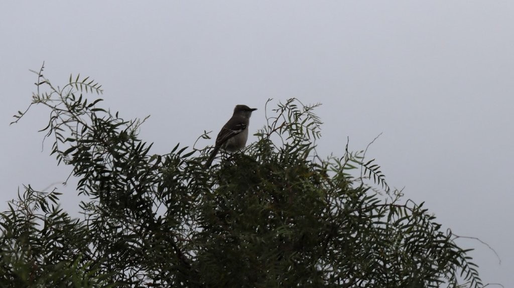 A bird sitting on a tree

AI-generated content may be incorrect.
