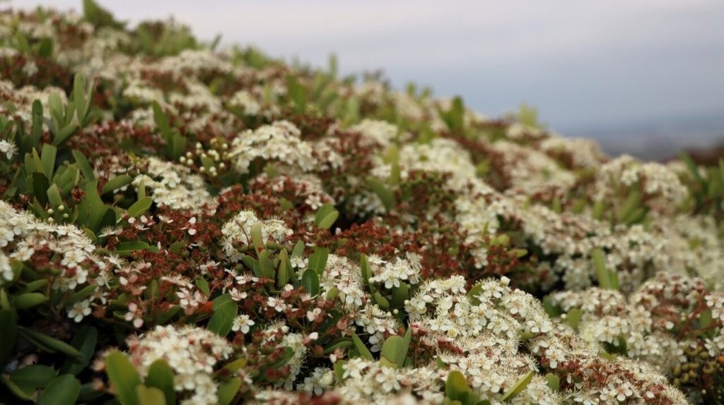 A close-up of a bush

AI-generated content may be incorrect.