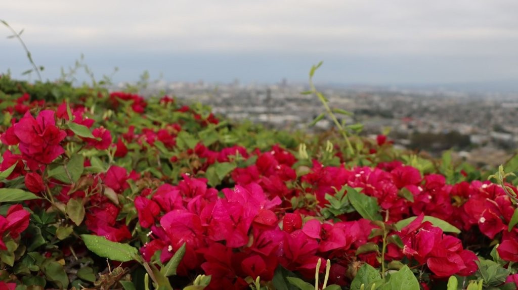 A group of pink flowers

AI-generated content may be incorrect.