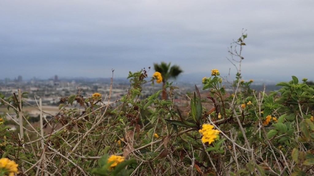 A close-up of a field of flowers

AI-generated content may be incorrect.