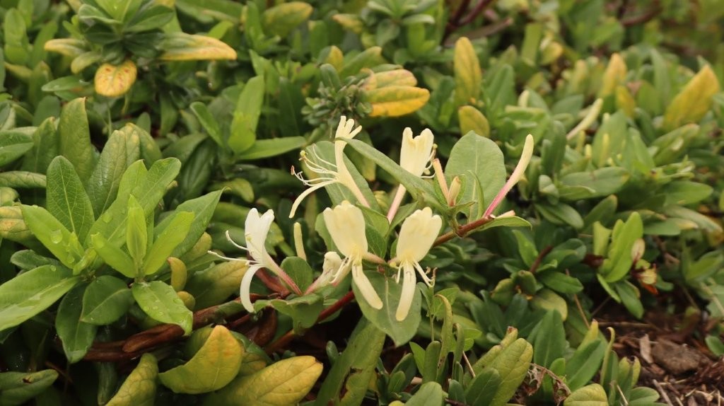 A close up of a plant

AI-generated content may be incorrect.