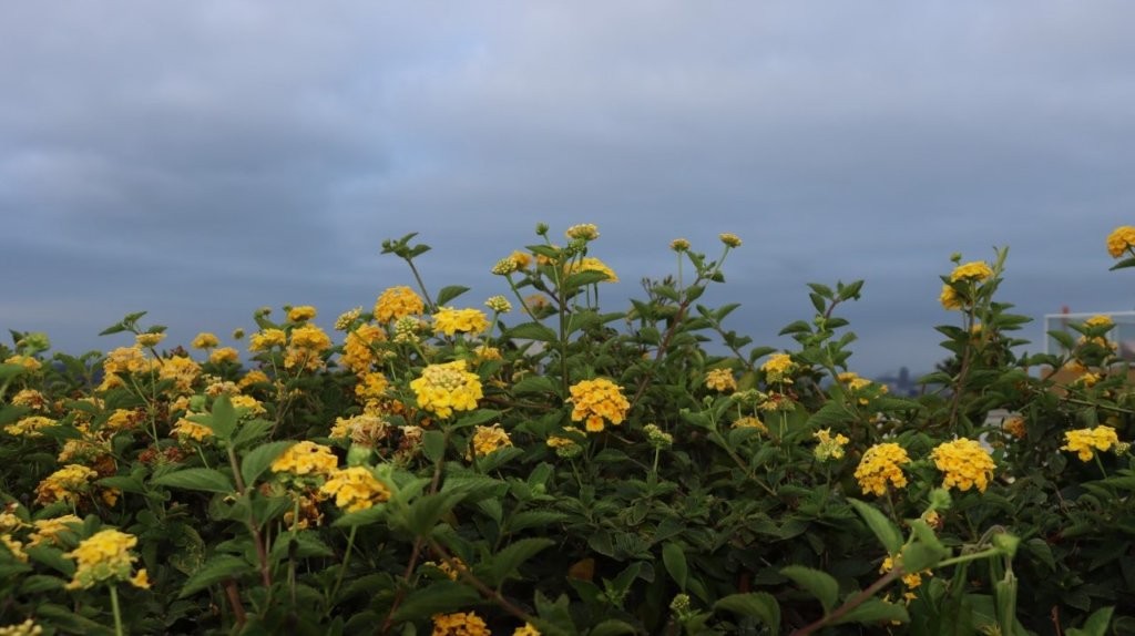 A close-up of a bush with yellow flowers

AI-generated content may be incorrect.