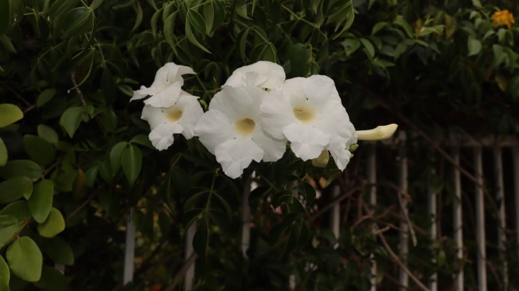 A group of white flowers

AI-generated content may be incorrect.