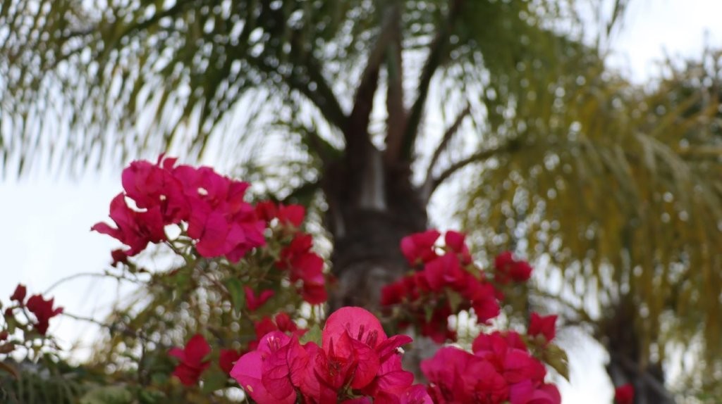 A close-up of a tree and flowers

AI-generated content may be incorrect.