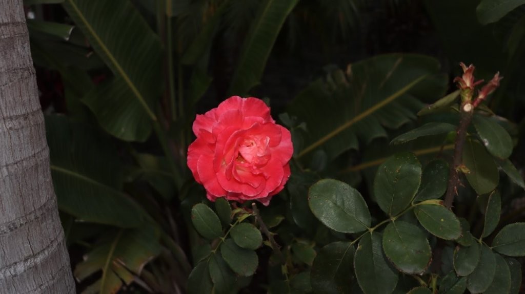 A close up of a flower

AI-generated content may be incorrect.
