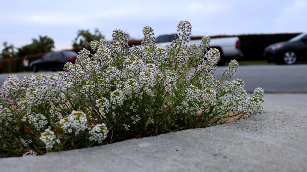 A close-up of a bush

AI-generated content may be incorrect.