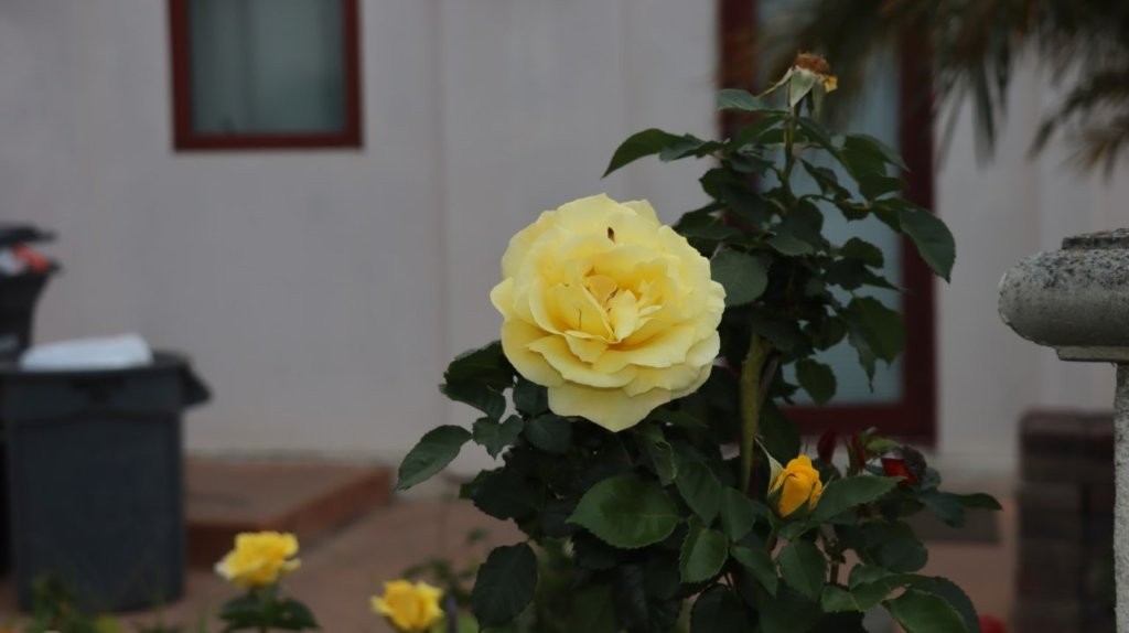 A yellow rose in a plant

AI-generated content may be incorrect.