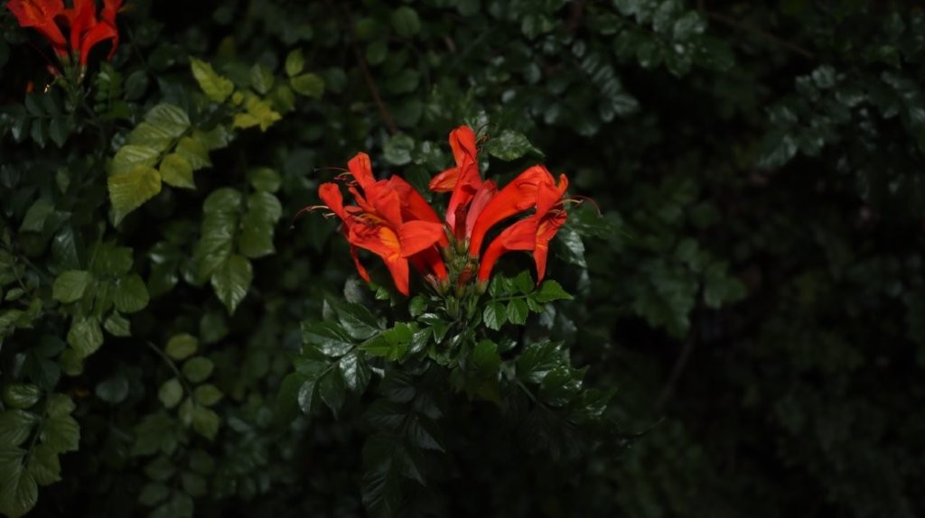 A close up of a flower

AI-generated content may be incorrect.