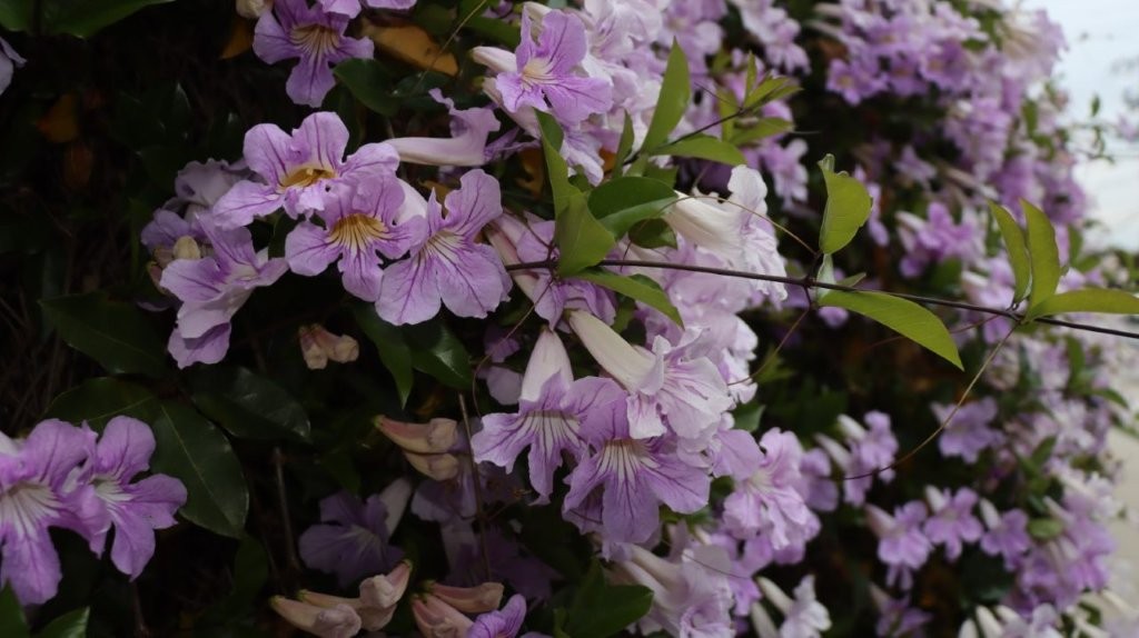 A close-up of purple flowers

AI-generated content may be incorrect.