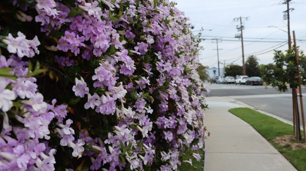 A hedge with purple flowers

AI-generated content may be incorrect.