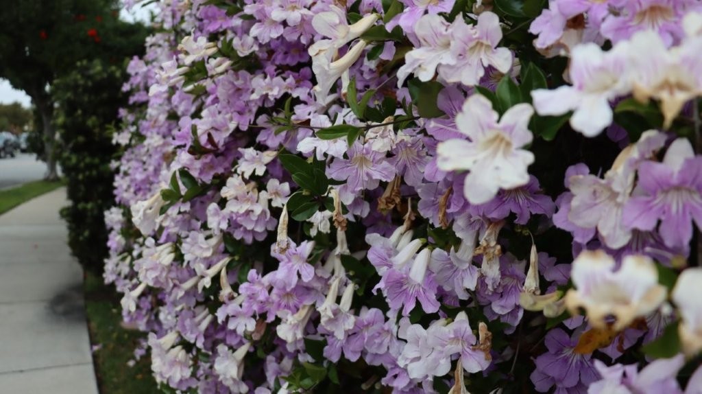A close-up of purple flowers

AI-generated content may be incorrect.